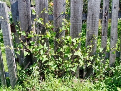 Weeds a kertben, a módszerei a harc - fotó és neve (hogy segítse a növények az országban) Weeds a kertben, a módszerei a harc - fényképe és neve