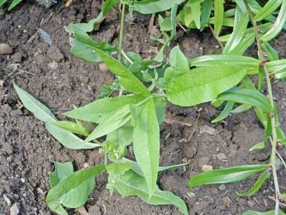 Weeds a kertben, a módszerei a harc - fotó és neve (módszerek) Weeds a kertben, a módszerei a harc - fényképe és neve