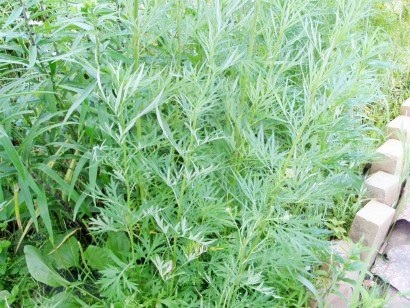 Weeds a kertben, a módszerei a harc - egy fotót, és a neve a (harc) Weeds a kertben, a módszerei a harc - fényképe és neve