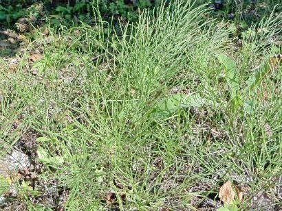 Weeds a kertben, a módszerei a harc - egy fotót, és a neve a (kert) Weeds a kertben, a módszerei a harc - fényképe és neve