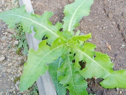 Weeds a kertben, a módszerei a harc - egy fotót, és a neve a (harc) Weeds a kertben, a módszerei a harc - fényképe és neve