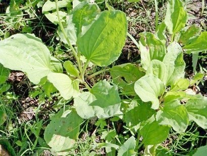 Weeds a kertben, a módszerei a harc - egy fotót, és a neve a (harc) Weeds a kertben, a módszerei a harc - fényképe és neve