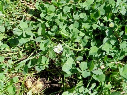 Weeds a kertben, a módszerei a harc - fotó és neve (gyomok) Weeds a kertben, a módszerei a harc - fényképe és neve