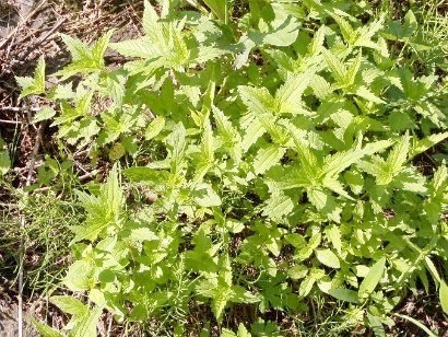 Weeds a kertben, a módszerei a harc - fotó és neve (hogy segítse a növények az országban) Weeds a kertben, a módszerei a harc - fényképe és neve
