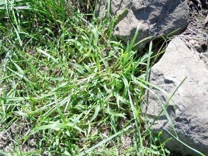 Weeds a kertben, a módszerei a harc - fotó és neve (módszerek) Weeds a kertben, a módszerei a harc - fényképe és neve
