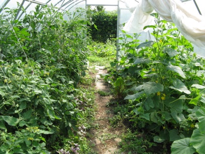 Összeegyeztethetősége növények az üvegházban ültető zöldségek