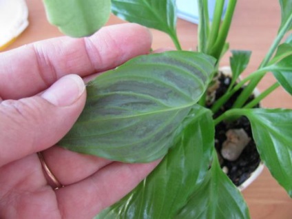 Spathiphyllum betegség kezelésére és gyógyítására (kezelés) Spathiphyllum betegség, kezelési és hasznosítási