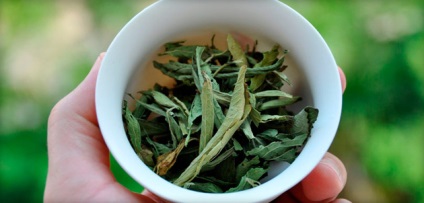 Stevia használata és a káros füvek méz, cukor helyettesítő alkalmazás a tabletták, por, és (kár) Stevia előnyei és hátrányai a méz fű, a használata édesítőszerként a tabletták, por,