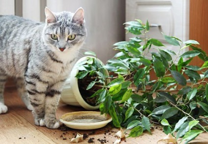 Stílusos szobanövények, amelyek a biztonságos kutyáknak és macskáknak