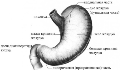 A szerkezet az emberi gyomor - áramkör, fotók, képek