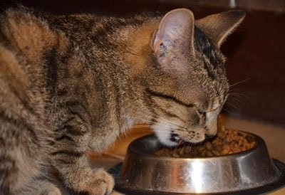 Száraz élelmiszer „Akana” macskáknak
