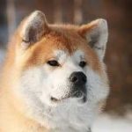 Tamaskanskaya kutya hol vásárolnak, a történelem és az összes a fajta, fotó, óvodai, az ár és az értékeléseket, kutyaház