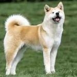 Tamaskanskaya kutya hol vásárolnak, a történelem és az összes a fajta, fotó, óvodai, az ár és az értékeléseket, kutyaház