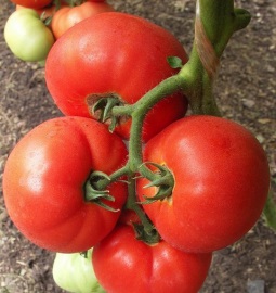 Tomato nagy marha f1 (nagy marha f1) - leírás és tulajdonságait gyümölcsök határozatlan hibrid (marha) Big Beef paradicsom f1 (nagy marha f1) - jellemvonások gyümölcsök és határozatlan hibrid