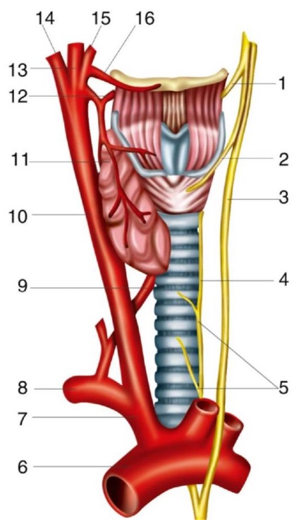 A topográfia a pajzsmirigy és a mellékpajzsmirigy, légcső, a gégefő, a gége és a nyelőcső nyaki