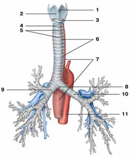 A topográfia a pajzsmirigy és a mellékpajzsmirigy, légcső, a gégefő, a gége és a nyelőcső nyaki