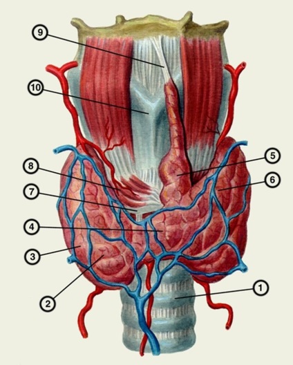 A topográfia a pajzsmirigy és a mellékpajzsmirigy, légcső, a gégefő, a gége és a nyelőcső nyaki