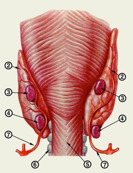 A topográfia a pajzsmirigy és a mellékpajzsmirigy, a légcső, a gége, garat, és a nyelőcső a nyak (trachea) A topográfia a pajzsmirigy és a mellékpajzsmirigy, légcső, a gégefő, a gége és a nyelőcső nyaki