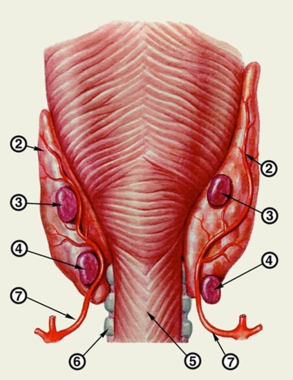 A topográfia a pajzsmirigy és a mellékpajzsmirigy, légcső, a gégefő, a gége és a nyelőcső nyaki