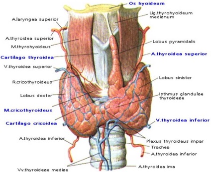 A topográfia a pajzsmirigy és a mellékpajzsmirigy, légcső, a gégefő, a gége és a nyelőcső nyaki