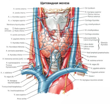 A topográfia a pajzsmirigy és a mellékpajzsmirigy, légcső, a gégefő, a gége és a nyelőcső nyaki