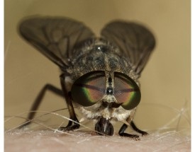 Bite horsefly harapni tünetek, mint ödéma, és távolítsa el a daganat, kezelése és megelőzése