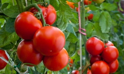 Ultra-gyors fajták tomato szabadföldi