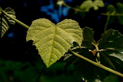 У чому користь листя винограду застосування в медицині, кулінарії