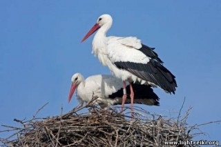 У чому різниця між журавлем, чаплею і лелекою