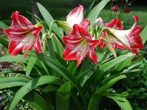 Mi a különbség a születések és Amaryllis Hippeastrum, rövid története és ezek ismertetése