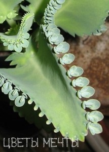 Típusai Kalanchoe, gondozó Kalanchoe virágok álom (faj) Típusai Kalanchoe, gondozó Kalanchoe virágok álom