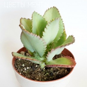 Típusai Kalanchoe, gondozó Kalanchoe virágok álom (Kalanchoe blossfeldiana) Típusai Kalanchoe, gondozó Kalanchoe virágok álom