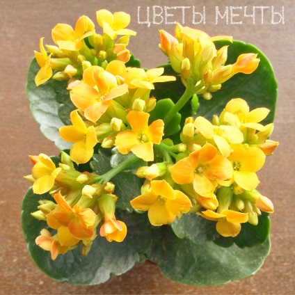 Típusai Kalanchoe, gondozó Kalanchoe virágok álom