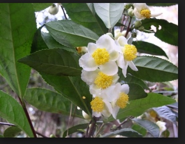 Grow tea persely (persely tealevél) Mi nőnek tea bokor