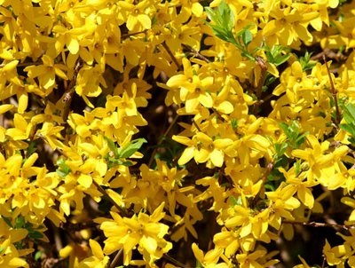 növekvő forsythia