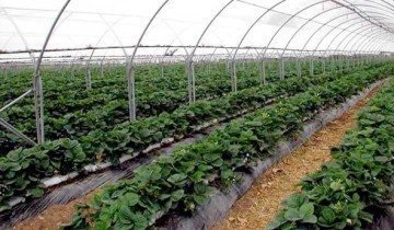Eper termesztése üvegházi - az utasítást és tanácsot a szakemberek