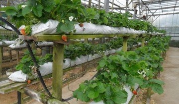 Eper termesztése üvegházi - az utasítást és tanácsot a szakemberek