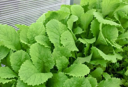 Növekvő saláta mustár - ültetés és gondozás