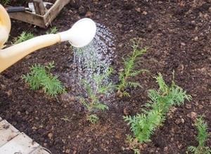 Növekszik a magok ültetése arborvitae szabályok és ápolási otthon