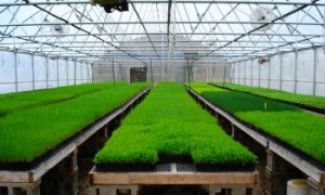 Növekvő zöld eladó - üzleti ötlet az otthoni vagy üvegház