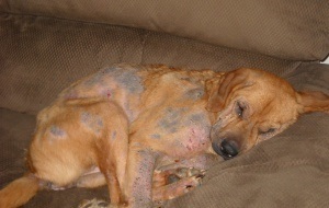 A vírusos hepatitis kutyák cimptomy kezelésére az oka, Állatorvosi