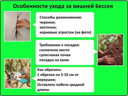 Cherry besseya szabályai ellátás termékeny kultúra (ellátás) Cherry besseya szabályai ellátás termékeny kultúra