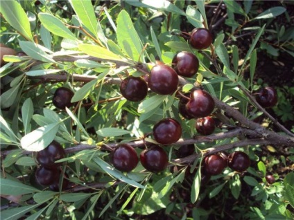 Cherry besseya szabályai ellátás termékeny kultúra