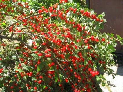 Cherry besseya szabályai ellátás termékeny kultúra