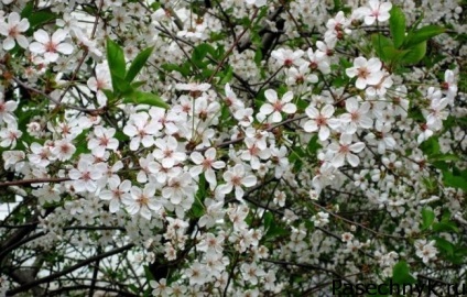 Cherry besseya szabályai ellátás termékeny kultúra (besseya) Cherry besseya szabályai ellátás termékeny kultúra