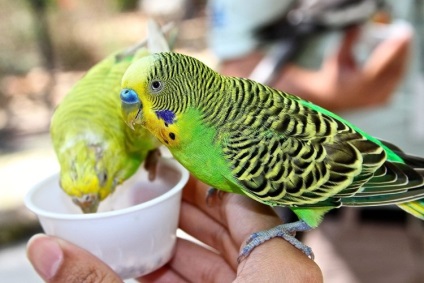 Budgerigar baba és barátkozni pet (hullámos papagáj és a gyerek: hogyan barátkozni pet üres: általános / meta / article_keywords) Törpepapagáj és a gyerek, hogyan kell barátkozni pet