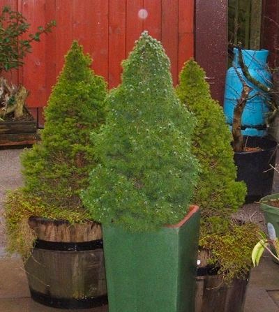 Tűlevelűek otthoni alternatívája egy karácsonyfa, növény a kertben