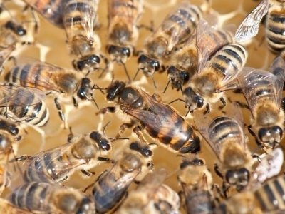 Cseréje a méh a kaptárban