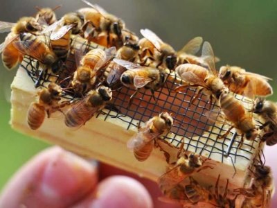 Cseréje a méh a kaptárban