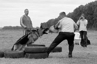 Fierce motiváció vagy mit jelent a „megbontja a kutya”